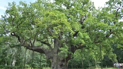 Ancient trees