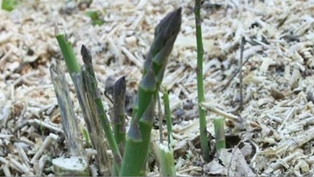 Asparagus