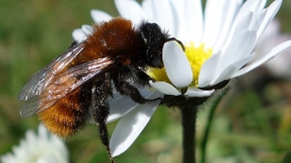 Bees