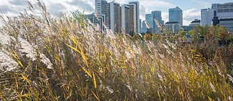 Bow Creek Ecology Park
