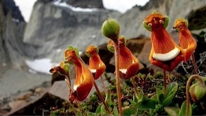Calceolaria Uniflora
