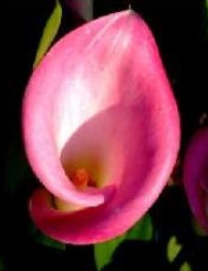 Calla Lilly