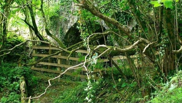 Carmel woods