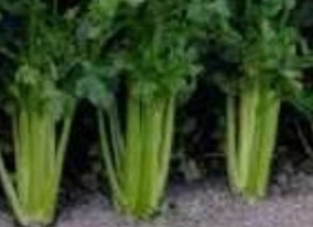 Celery