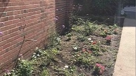 Community garden