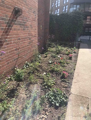 Cambridge Heath Community Garden