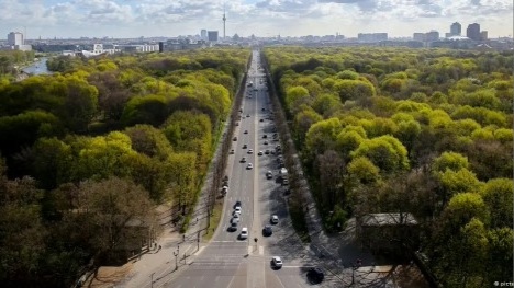 City trees