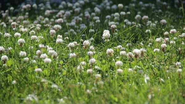 Clover