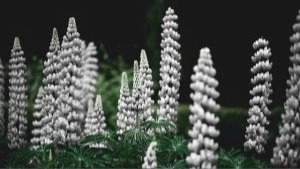 White lupin