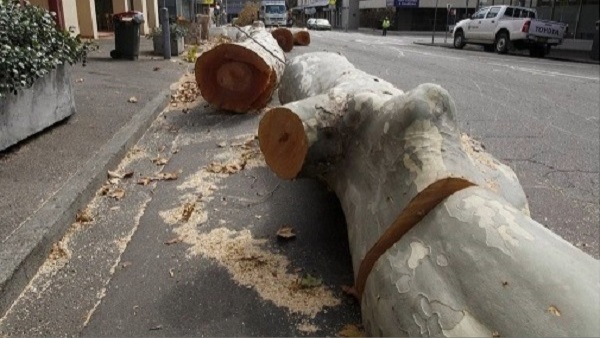 Felled trees