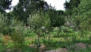 Food forest