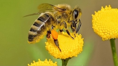 Bee on flower
