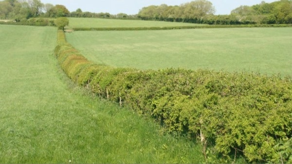 Hedgerow