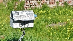 Lawns as polycultures