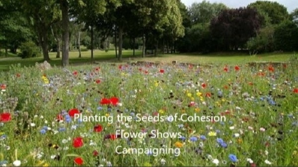 Meadow
