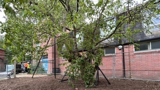 Mulberry tree
