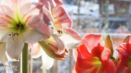 Overwintering plants