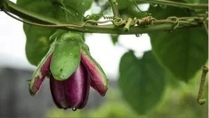 Passion fruit