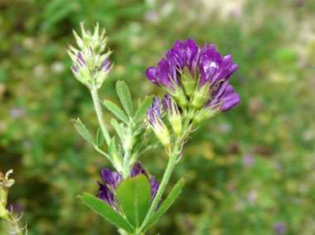 Alfalfa