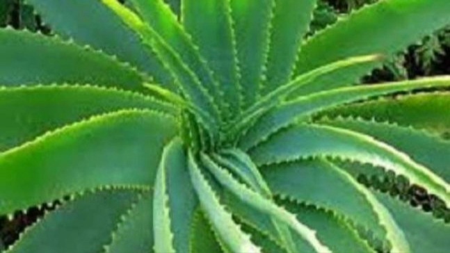 Aloe Vera