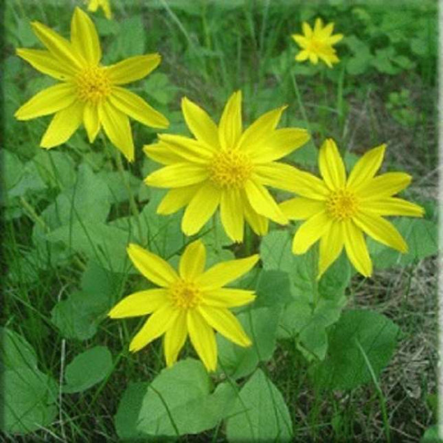 Arnica