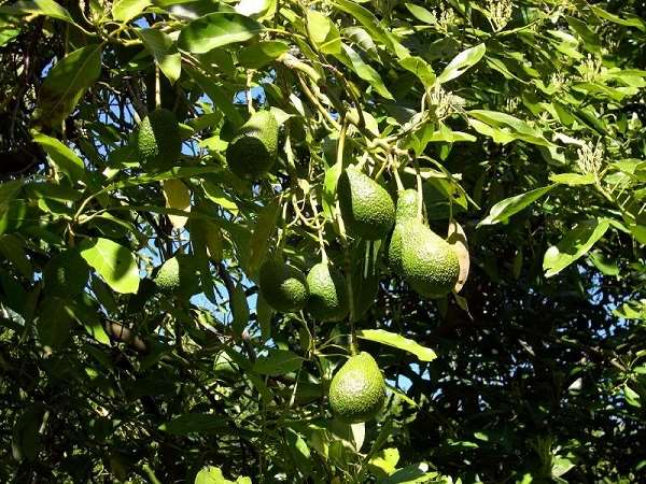 Avocado