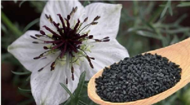 Black cumin