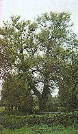 Black Poplar