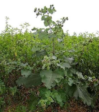 Burdock