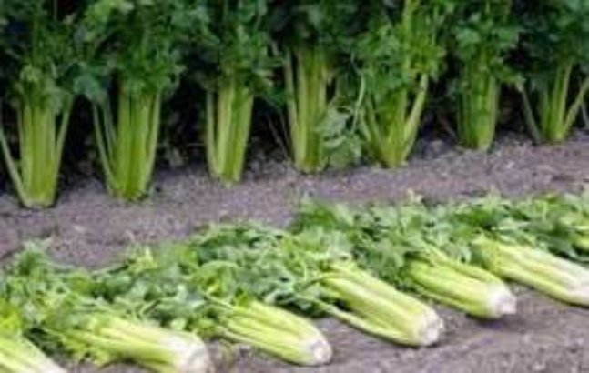 Celery