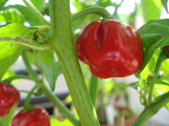 Chilli Peppers