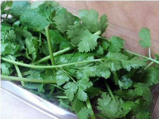 Coriander