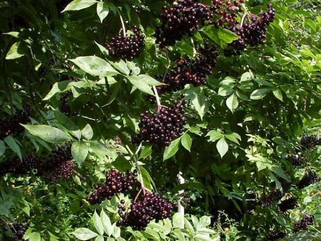 Elderberry