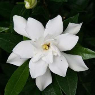 Gardenia
