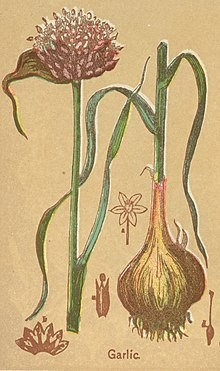 Garlic