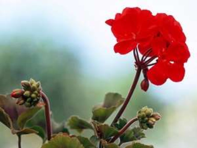 Geranium