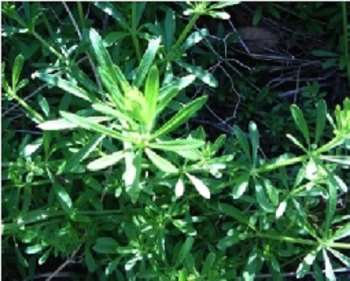 Goosegrass