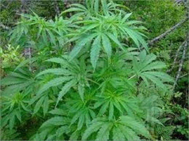 Hemp