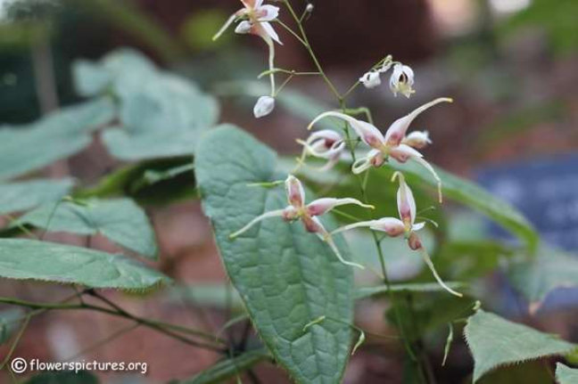 Horny Goat Weed