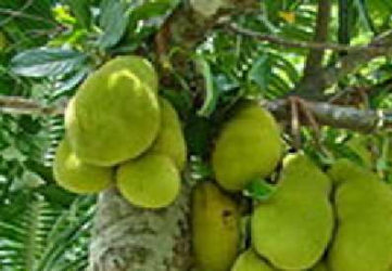 Jackfruit