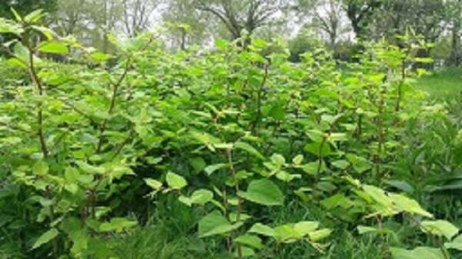 Japanese Knotweed