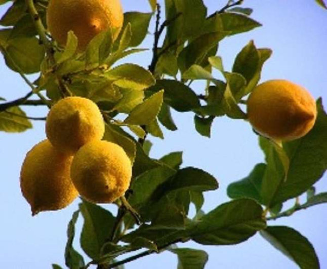Lemons