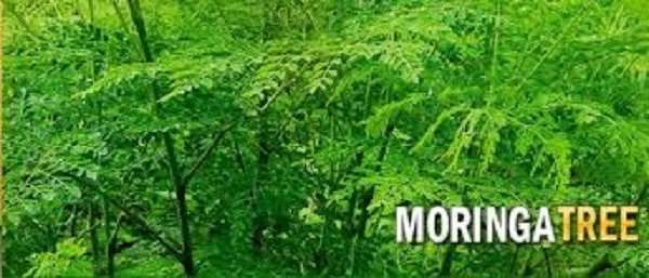 Moringa Oleifera