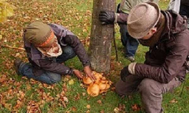 Mushrooms
