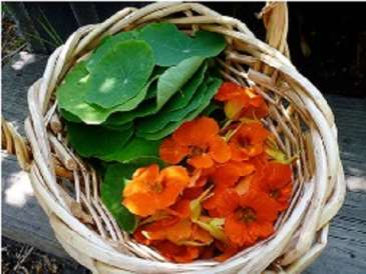 Nasturtiums