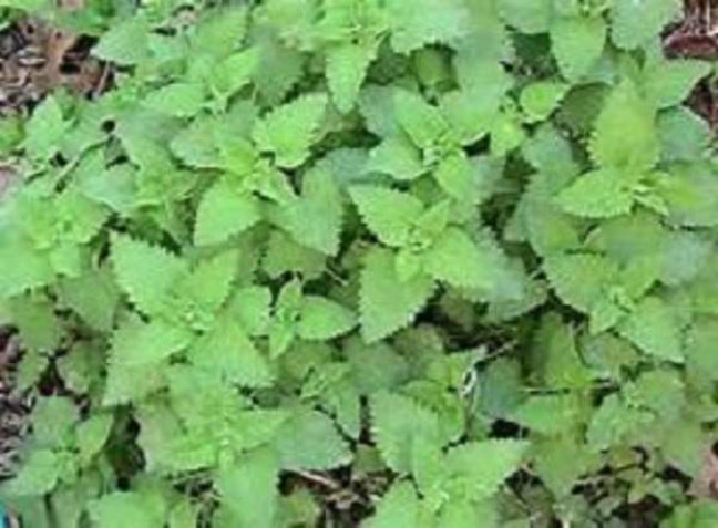 Mint