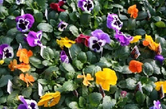 Pansy
