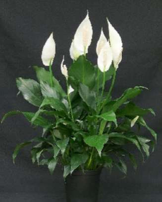Peace Lily