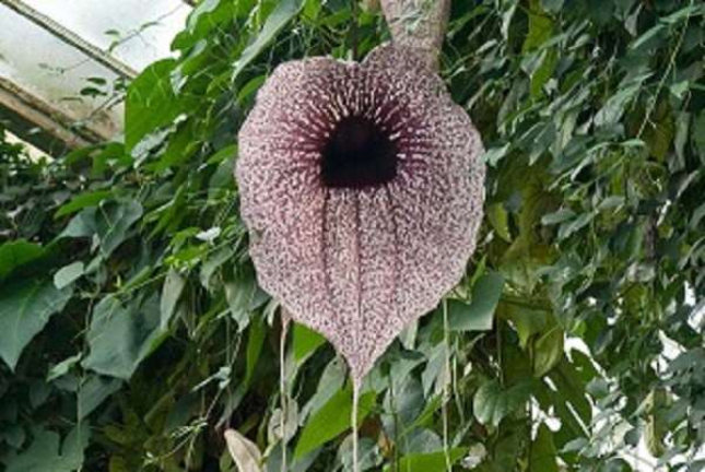 Pelican Flower