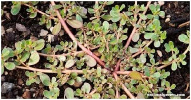 Purslane